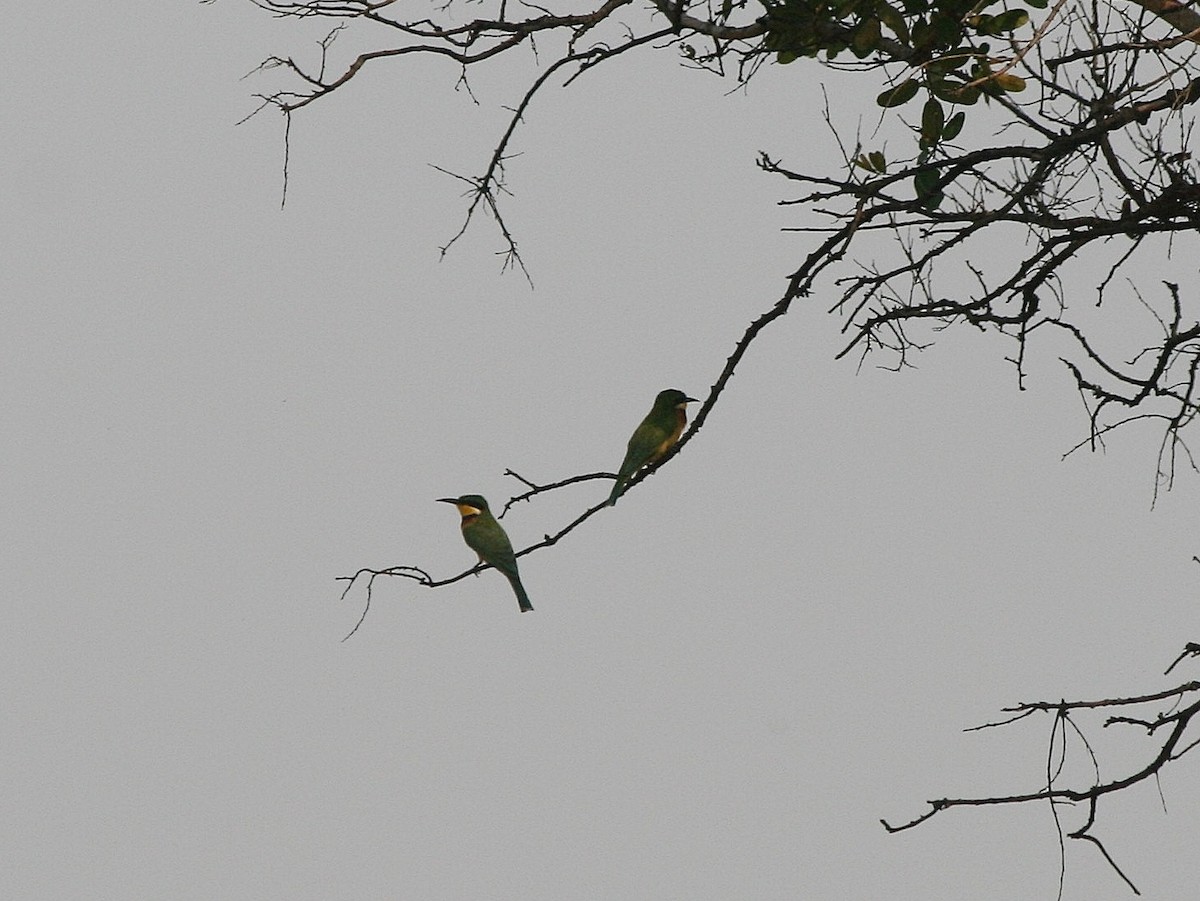 Blue-breasted Bee-eater - ML216499011