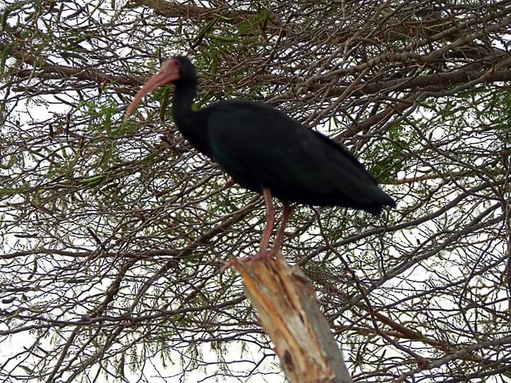 Bare-faced Ibis - Fran Vasquez