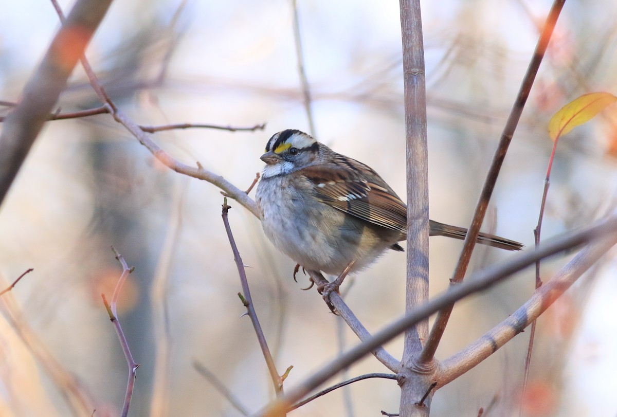 White-throated Sparrow - ML21649951