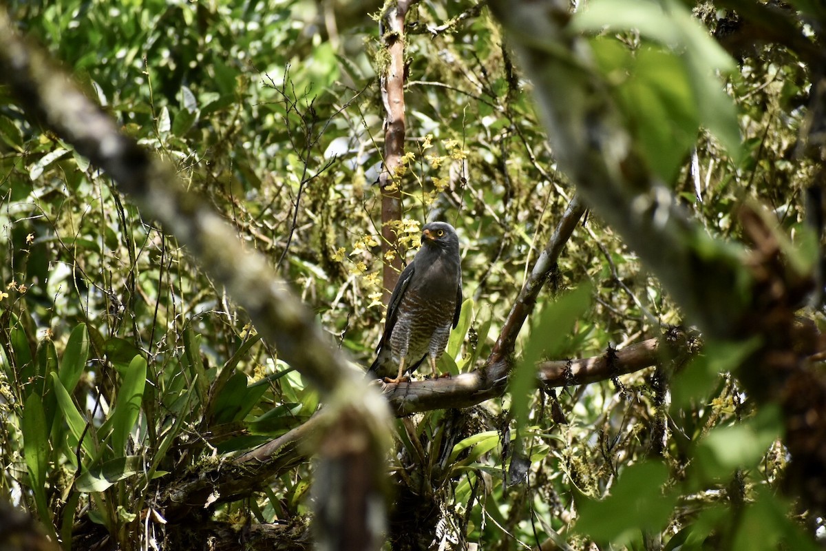 Roadside Hawk - ML216500541