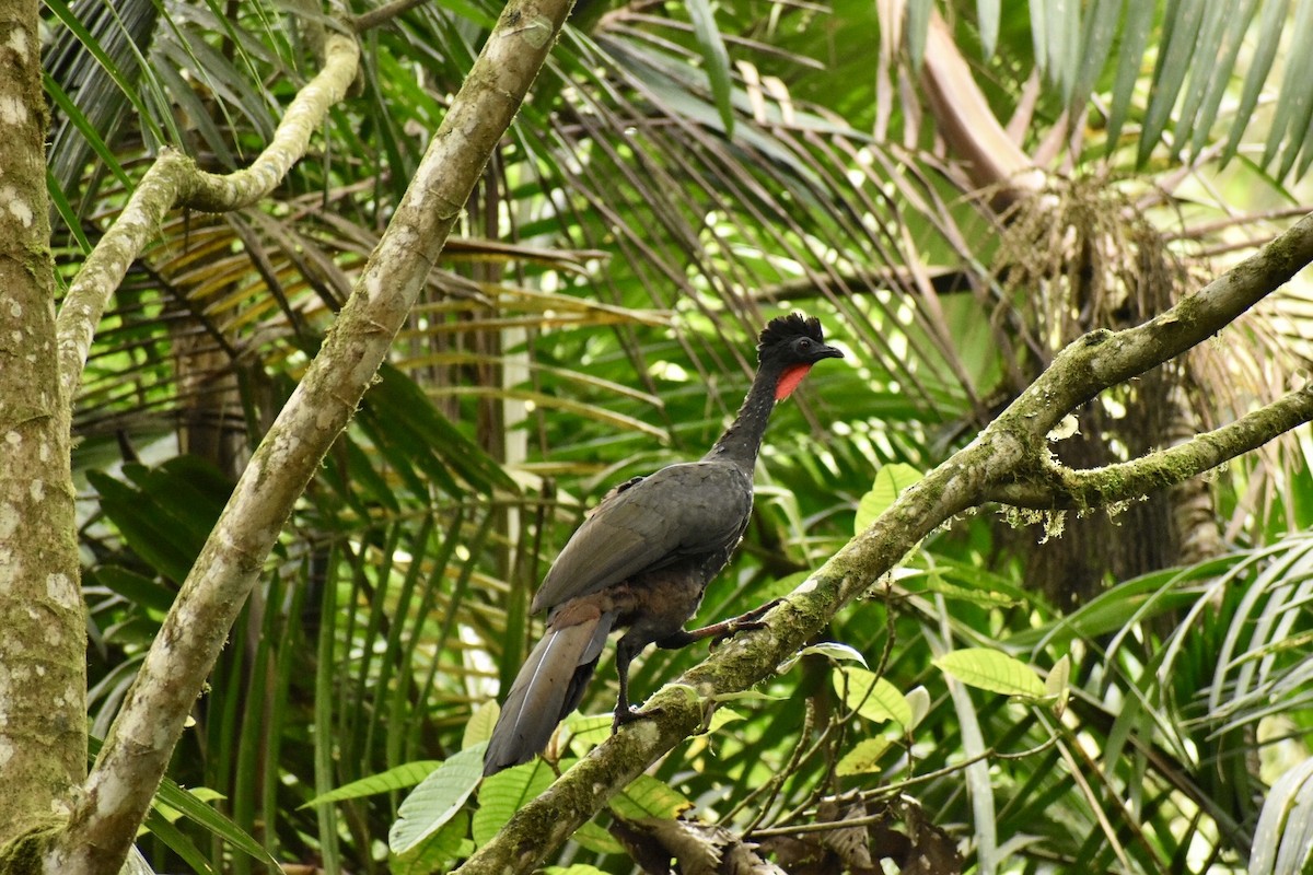 Crested Guan - Max Muller