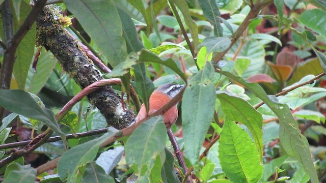 Plain-tailed Wren - ML216502071