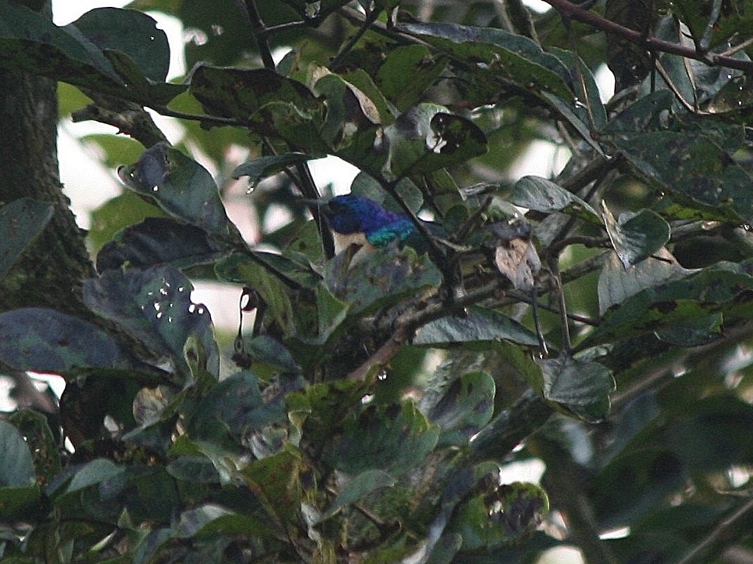 Violet-tailed Sunbird - ML216503121