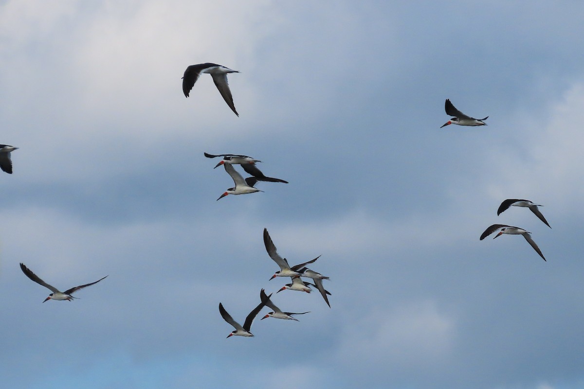 Black Skimmer - ML216503641