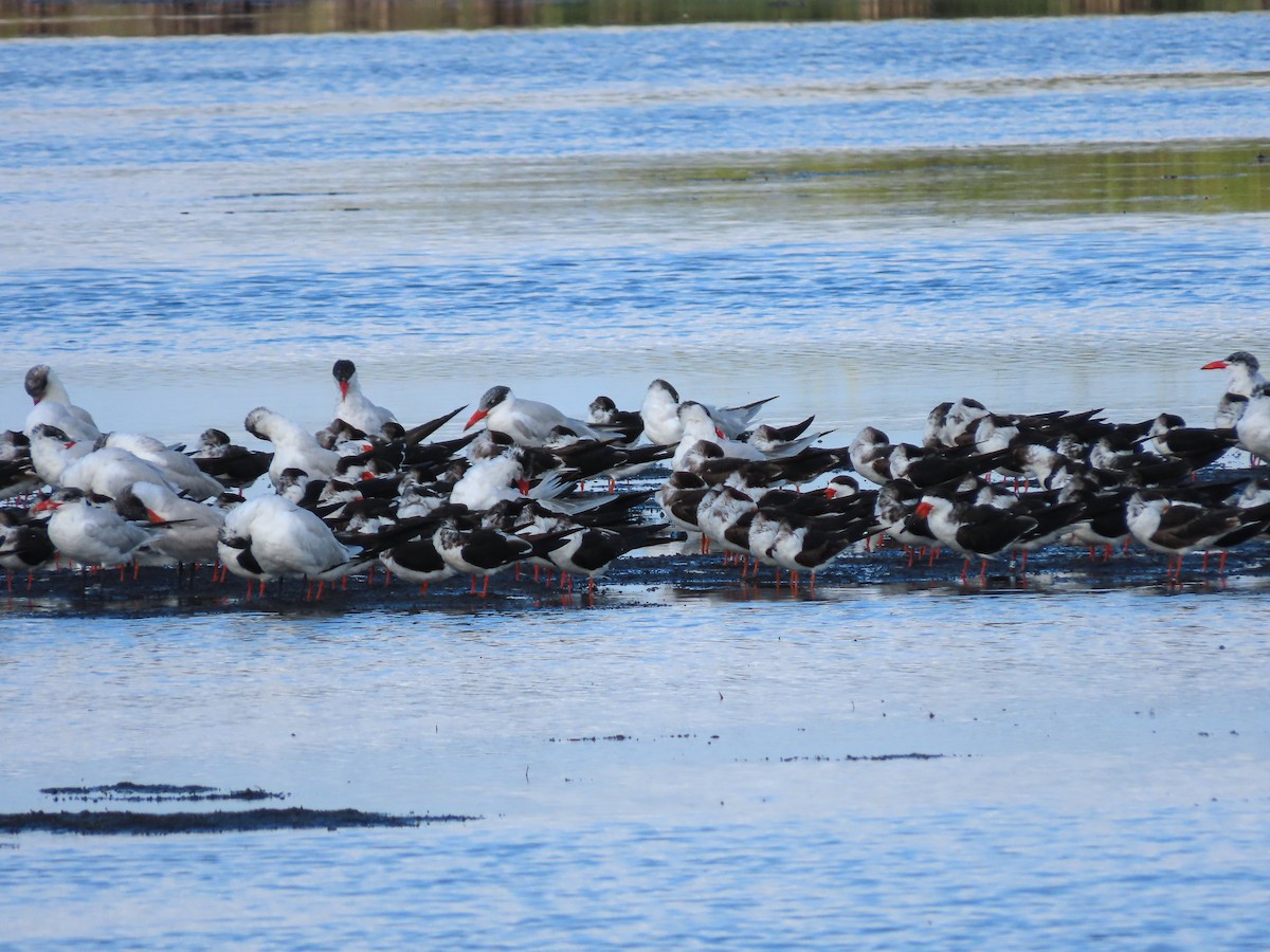 Black Skimmer - ML216503661