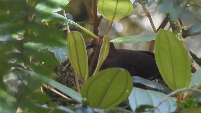 Black-billed Cuckoo-Dove - ML216504341