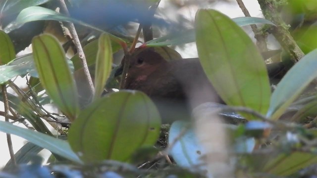 Black-billed Cuckoo-Dove - ML216504361