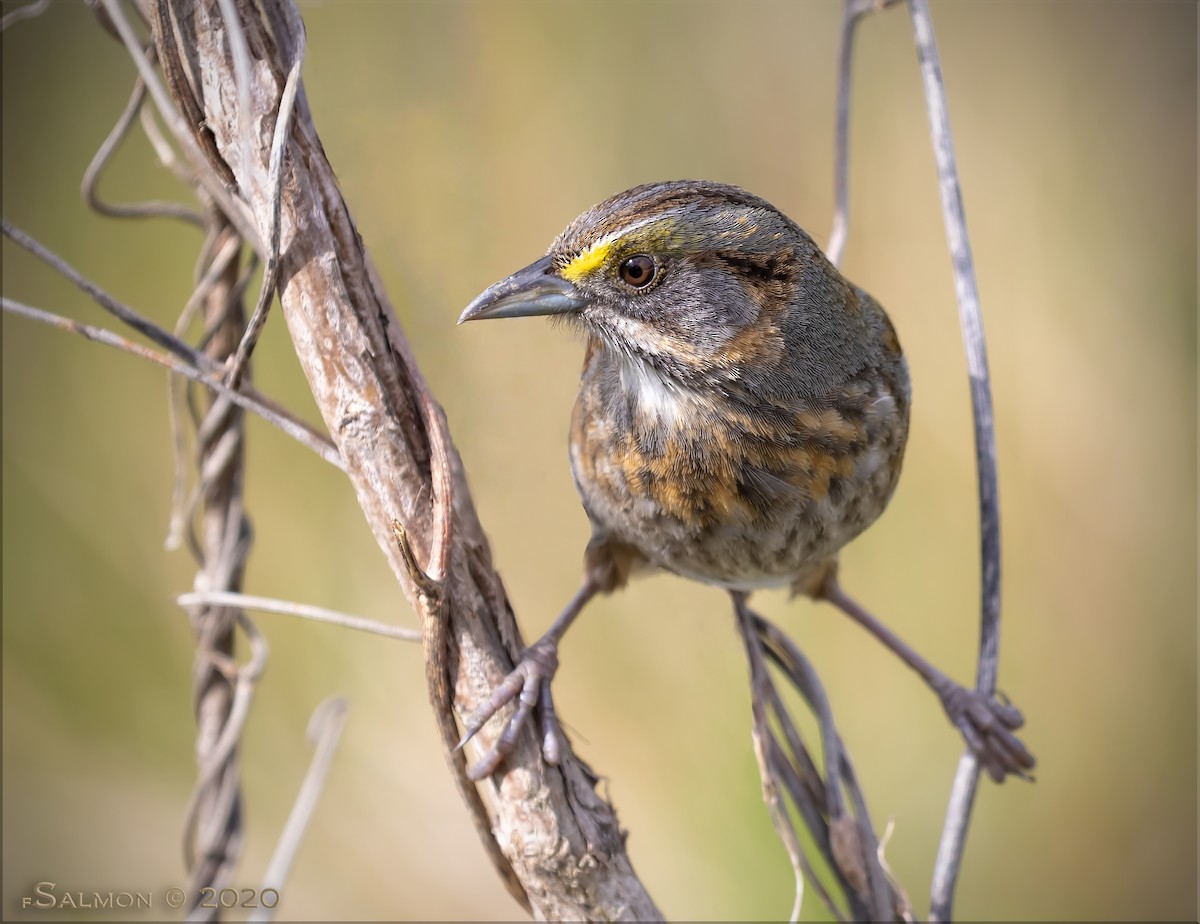 Seaside Sparrow - ML216504841