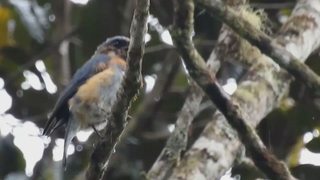 Black-throated Robin - ML216504961