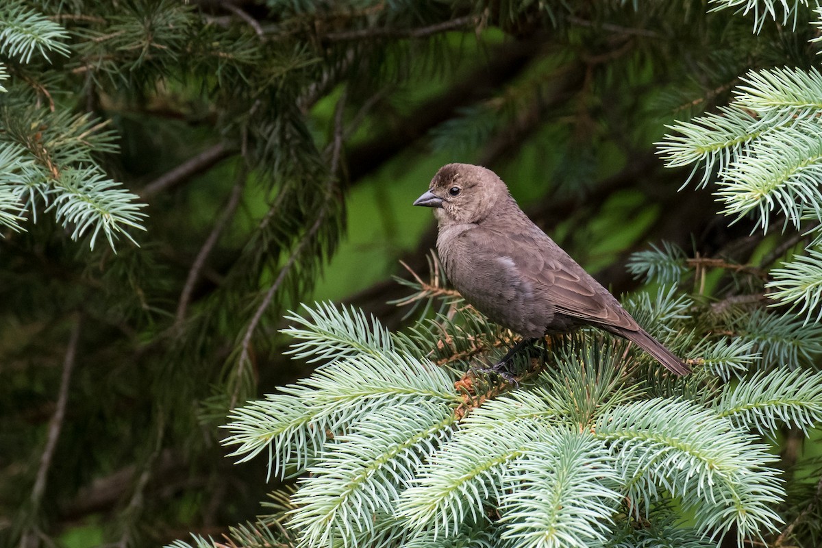 Brown-headed Cowbird - Emily Turteltaub Nelson