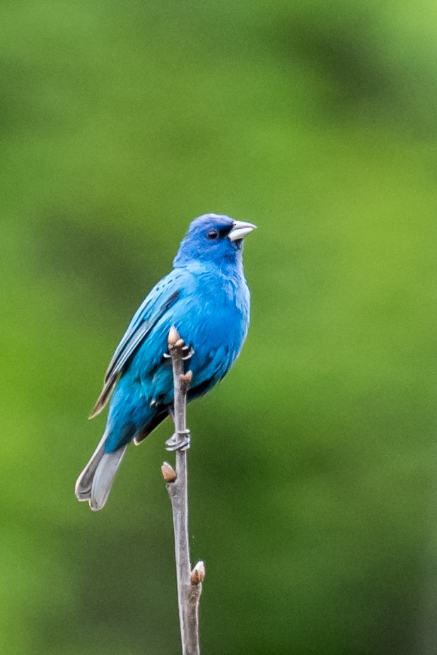 Indigo Bunting - ML216505891