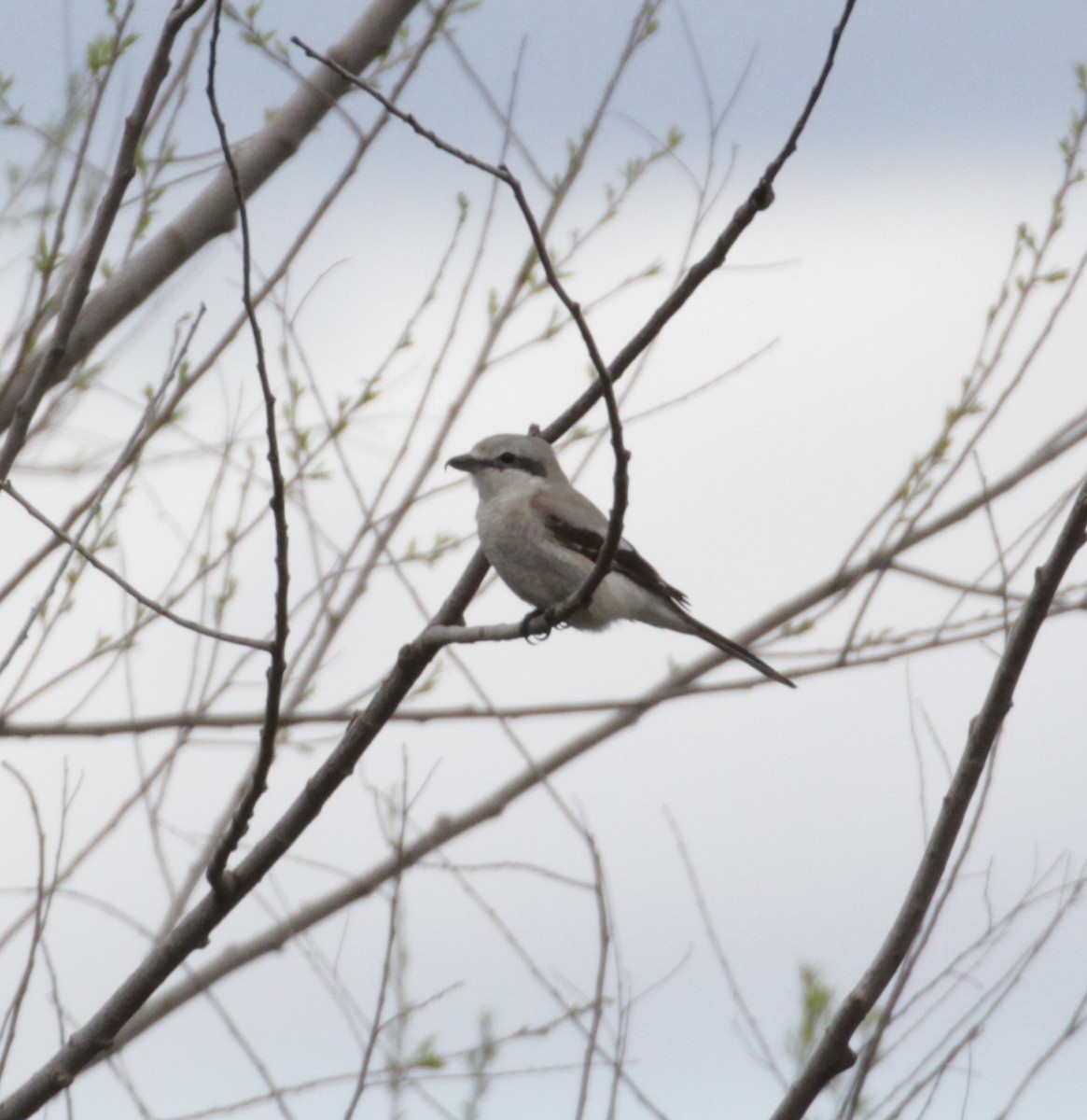 Alcaudón Boreal - ML216506291