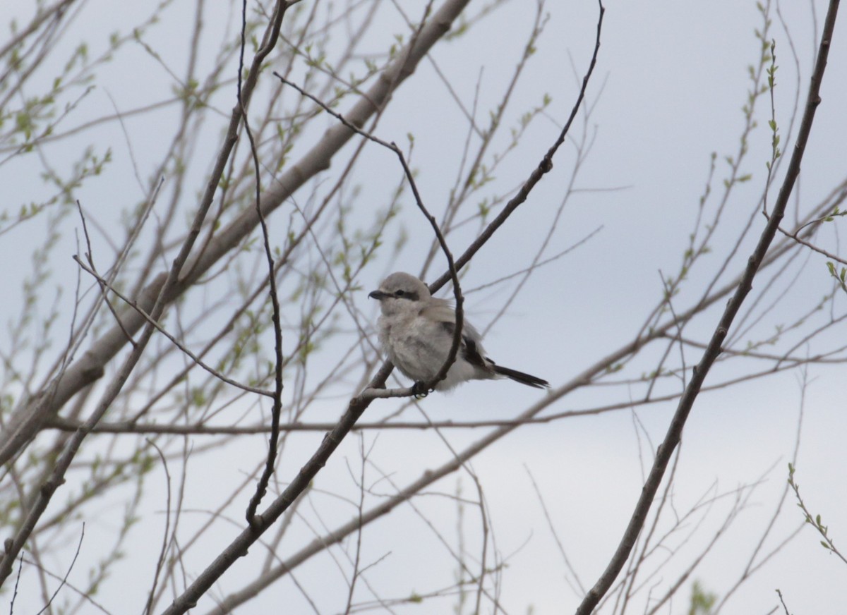 Northern Shrike - ML216506301