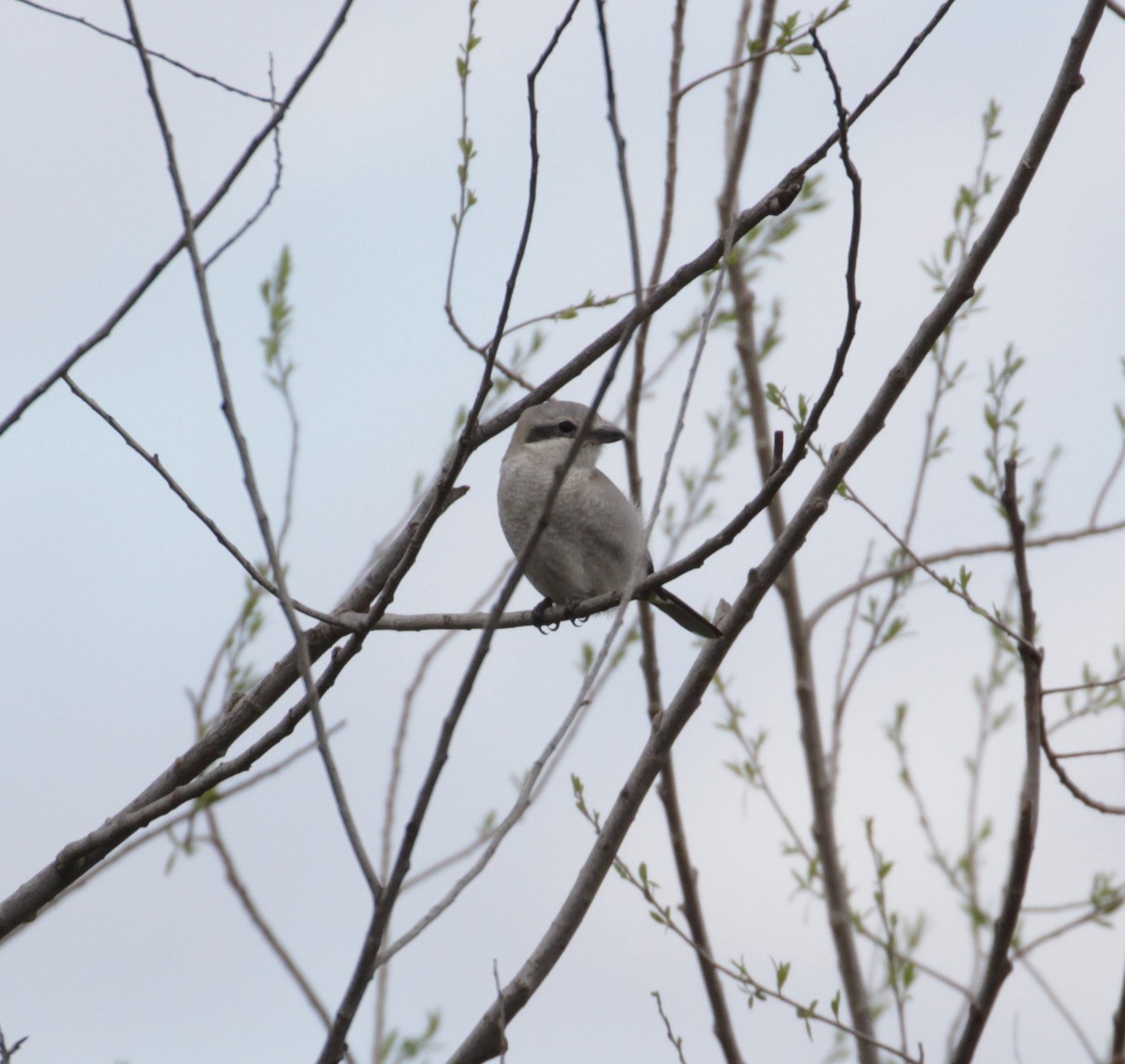 Northern Shrike - ML216506311