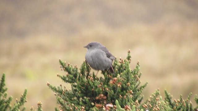 ネズミヤマシトド - ML216506331