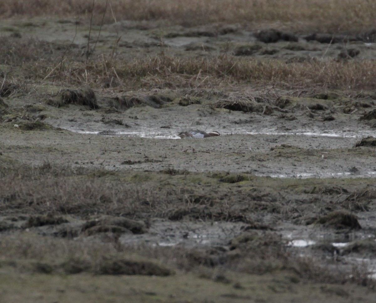 Garganey - Lucas Corneliussen