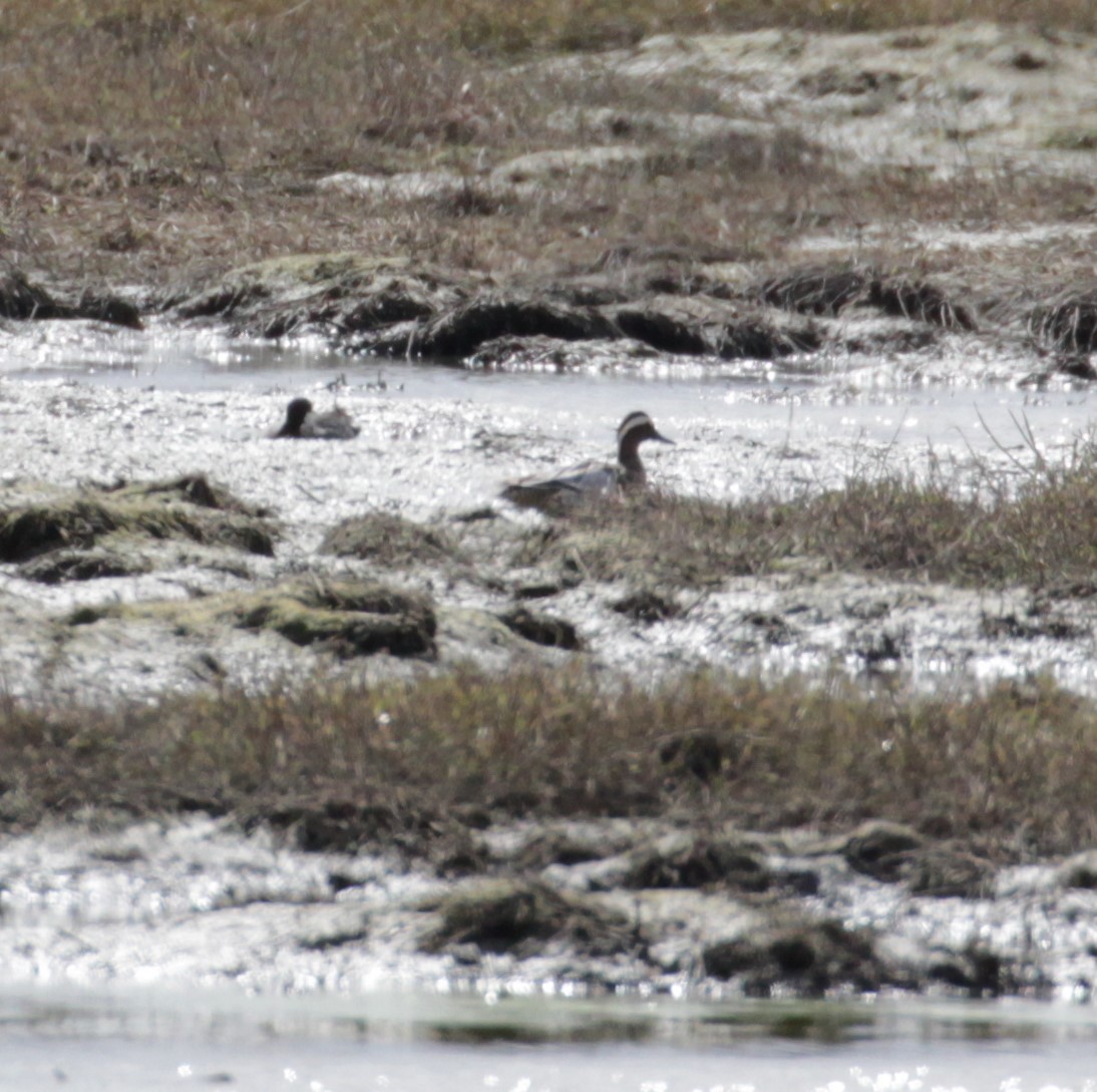 Garganey - ML216506521