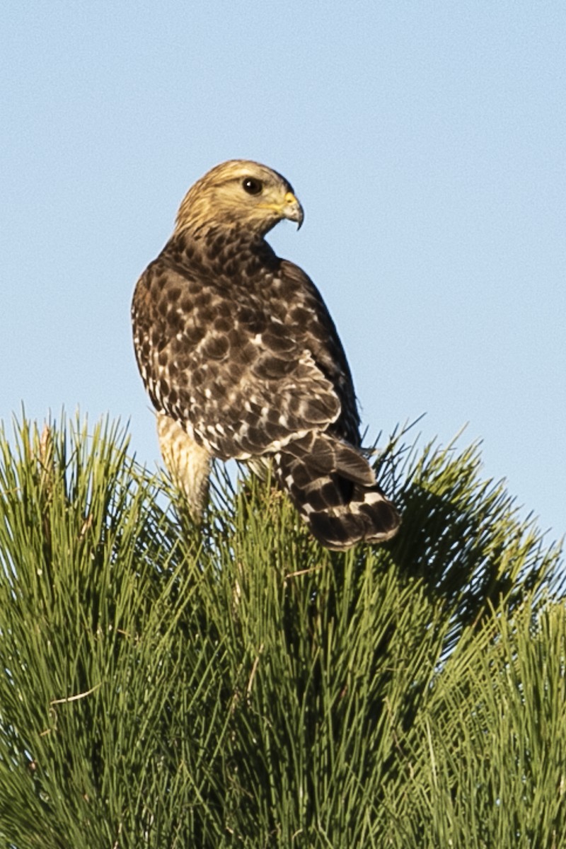 káně páskovaná - ML216506981