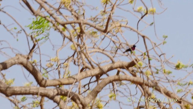 Scarlet-chested Sunbird - ML216507081