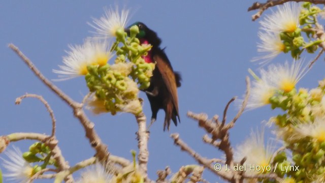 Scarlet-chested Sunbird - ML216507091