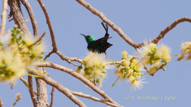 ウツクシオナガタイヨウチョウ（pulchellus） - ML216507101