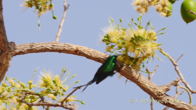 Elfennektarvogel (pulchellus) - ML216507121