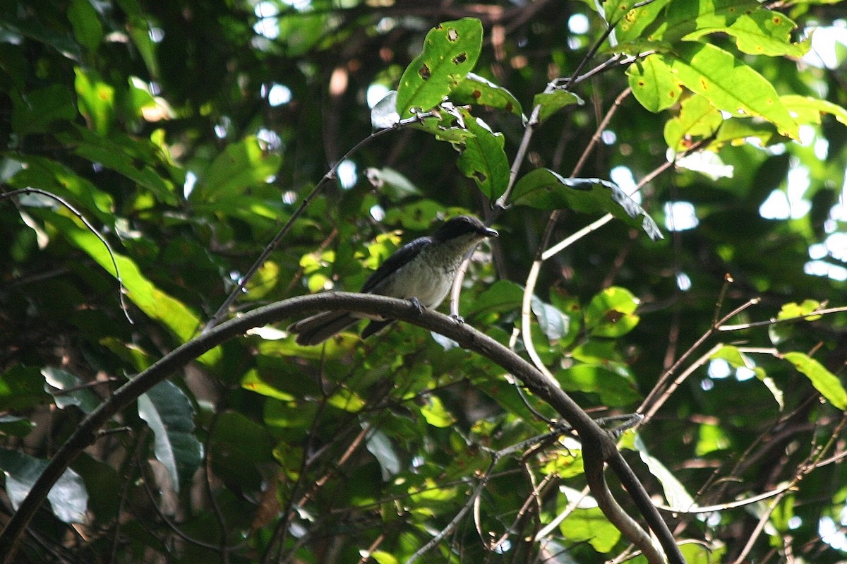 African Forest-Flycatcher (Eastern) - ML216507161