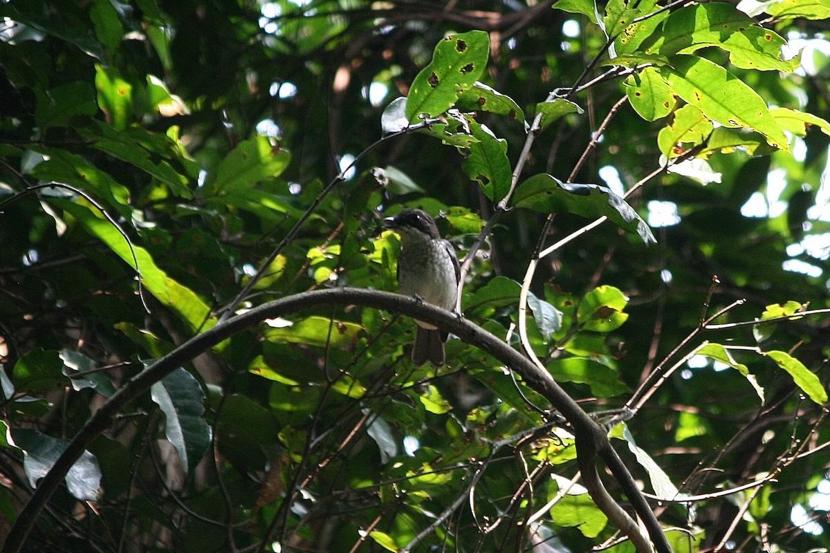 African Forest-Flycatcher (Eastern) - ML216507171
