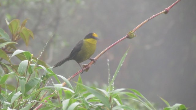 Pale-naped Brushfinch - ML216507221