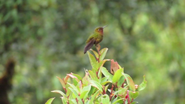 kolibřík rudohrdlý - ML216508081