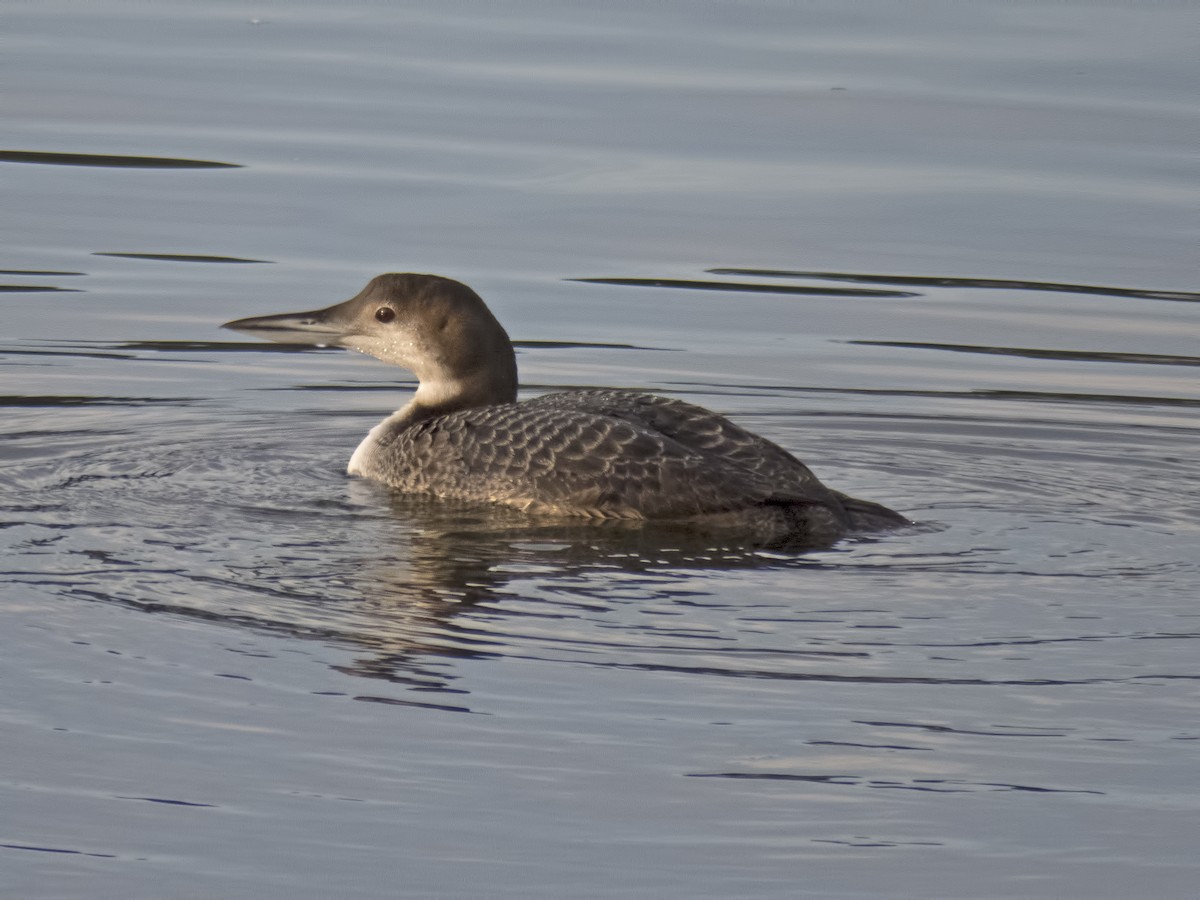 Common Loon - ML21650851