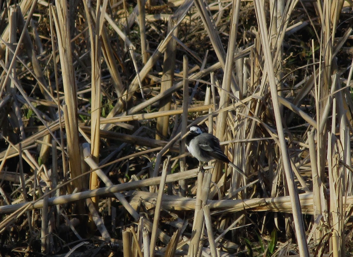 White Wagtail - ML216509541