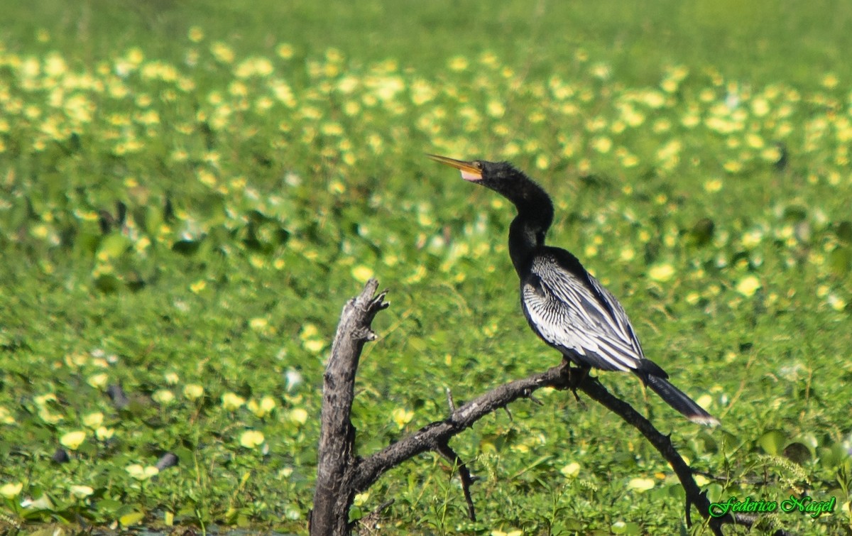 Anhinga - ML216511431
