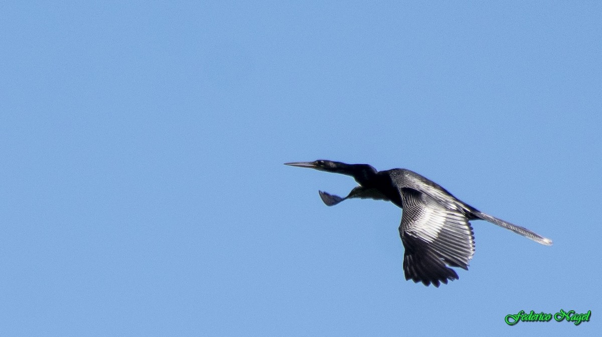 Anhinga - ML216511501