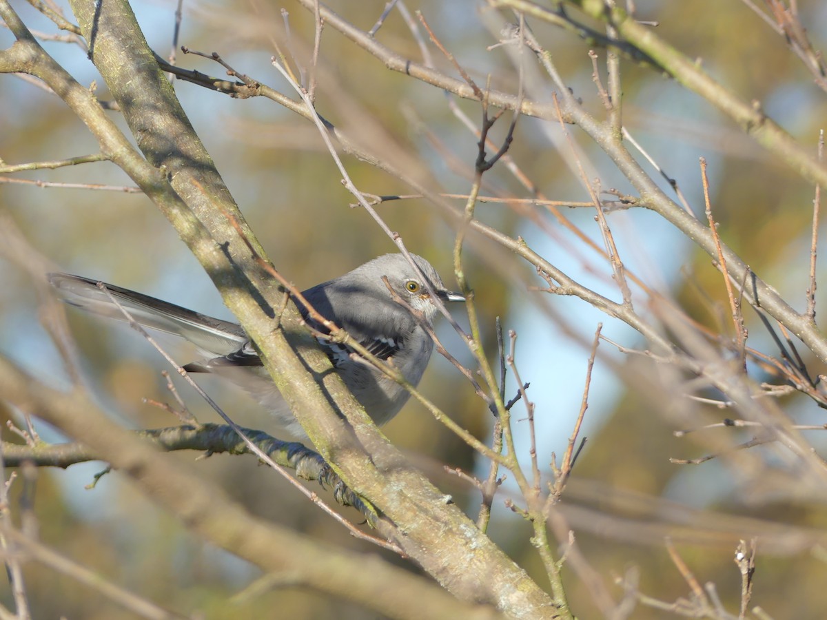 Northern Mockingbird - ML21651681