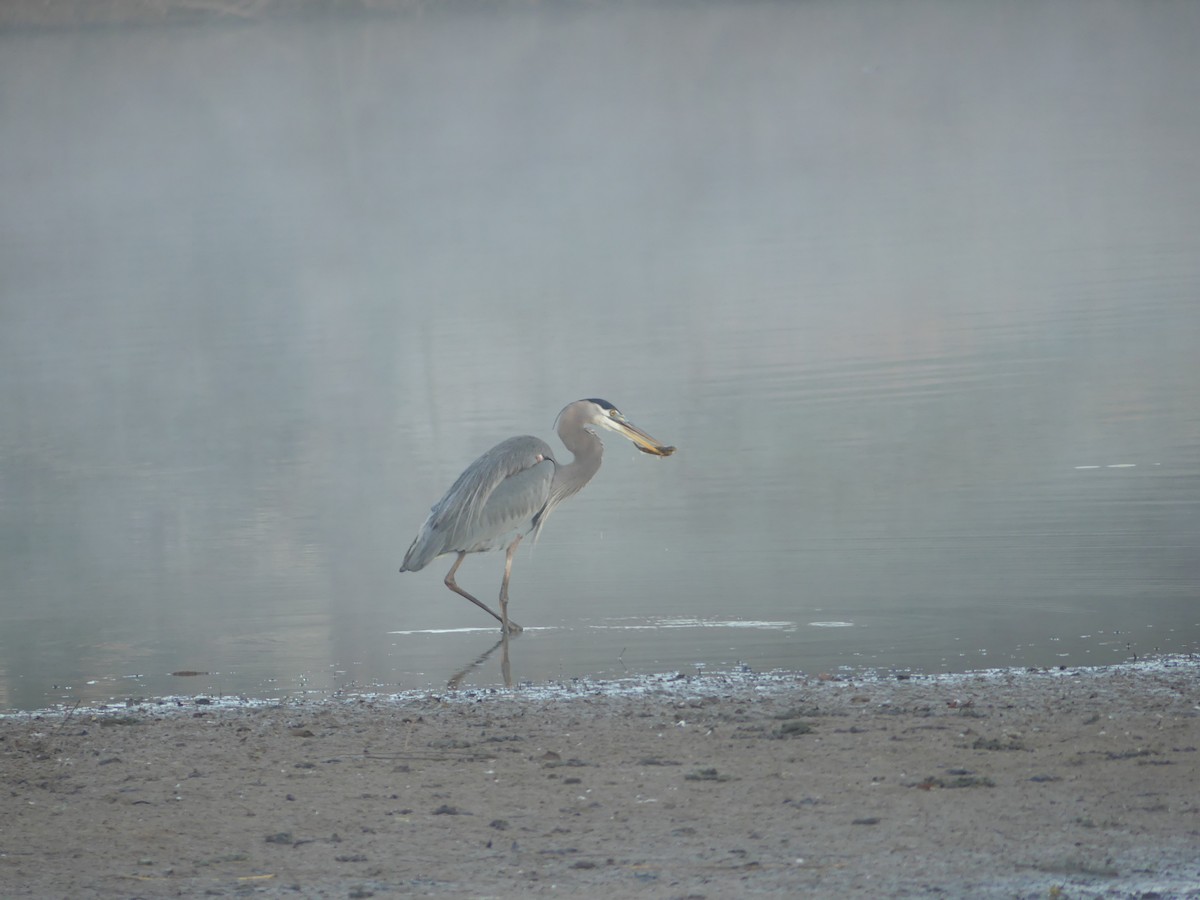 Great Blue Heron - ML21651711