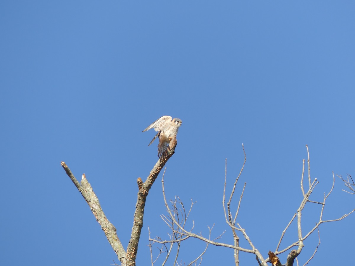 American Kestrel - ML21651721