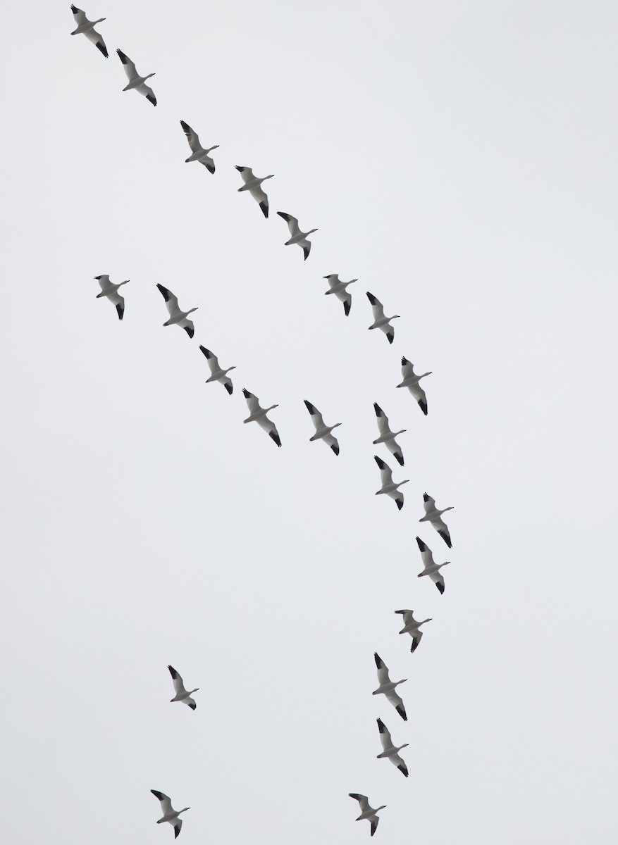 Snow Goose - ML216520131