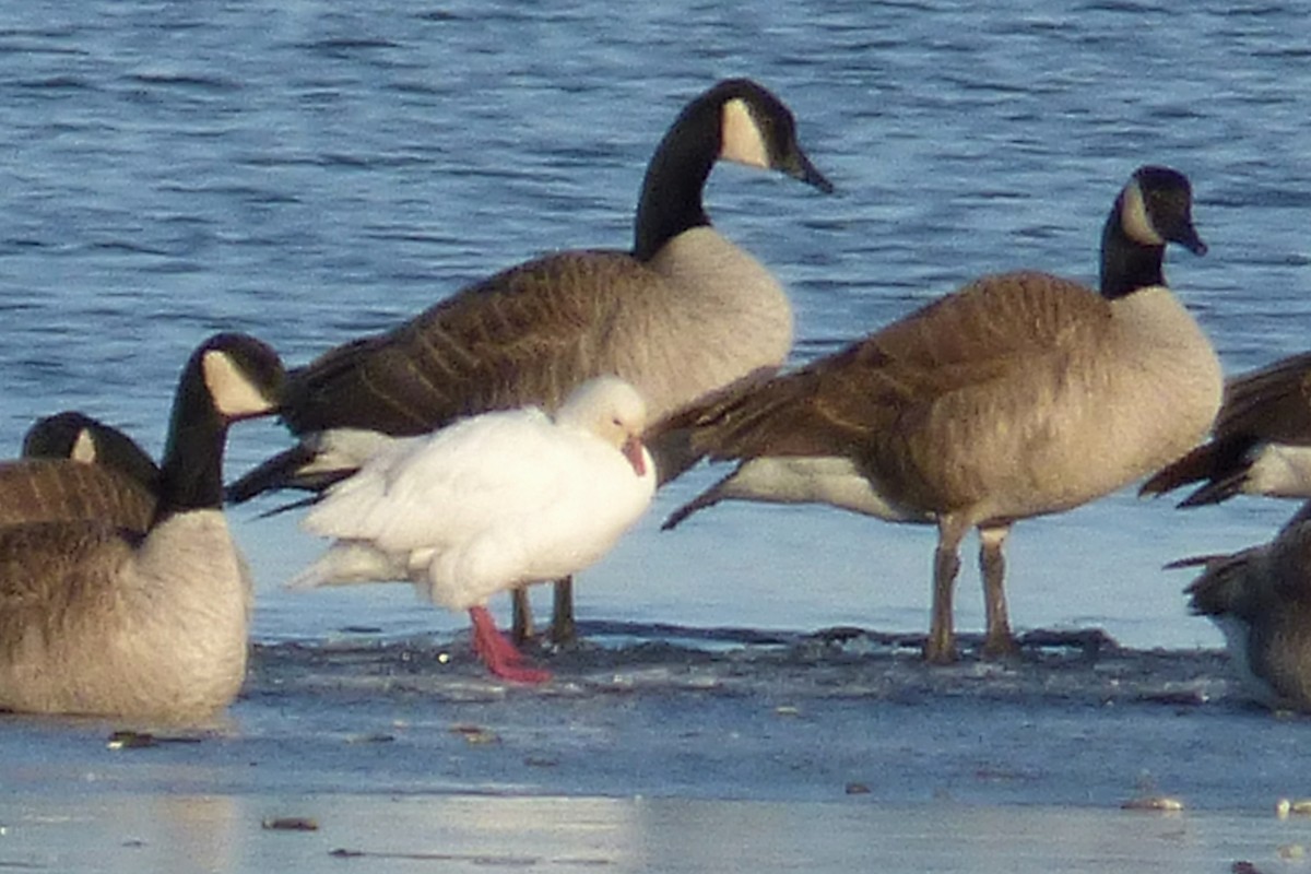 Ross's Goose - ML21652211