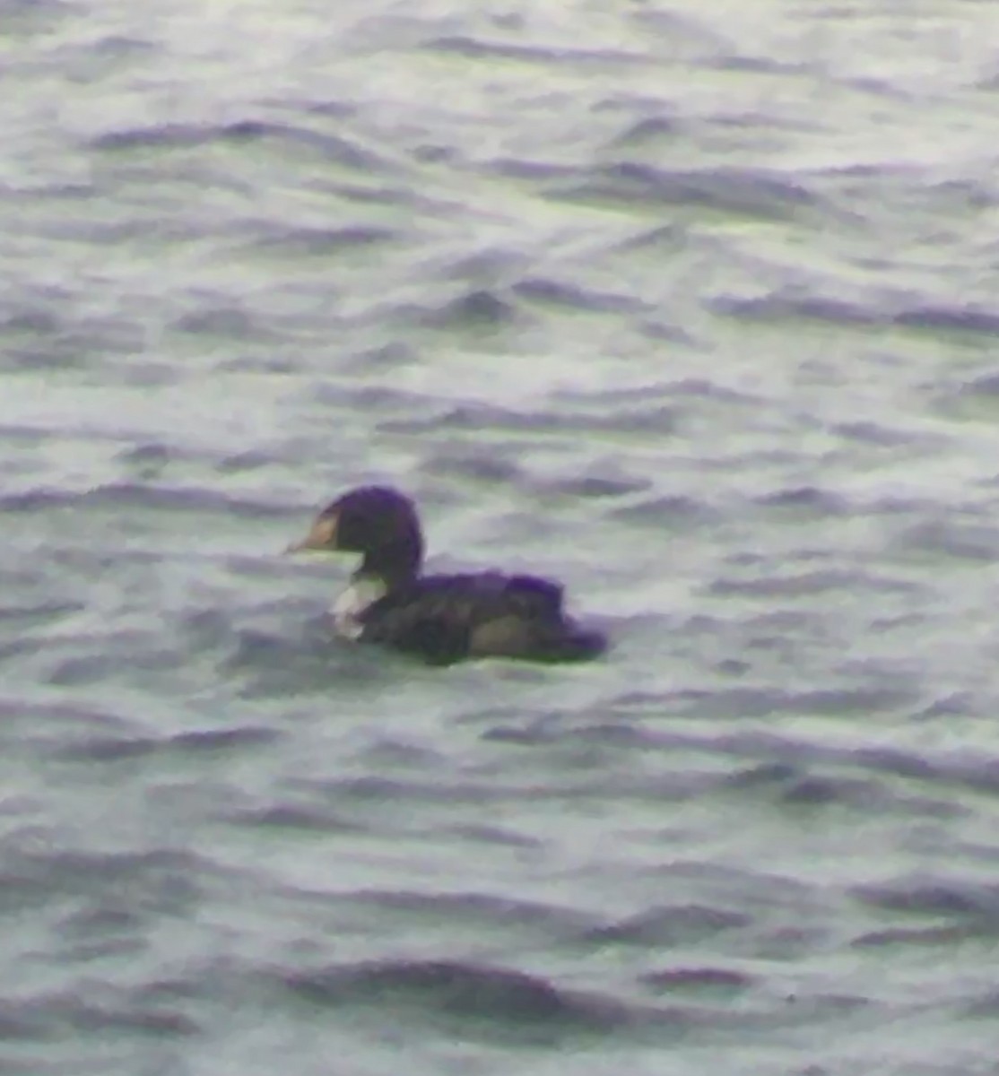 King Eider - ML216522231