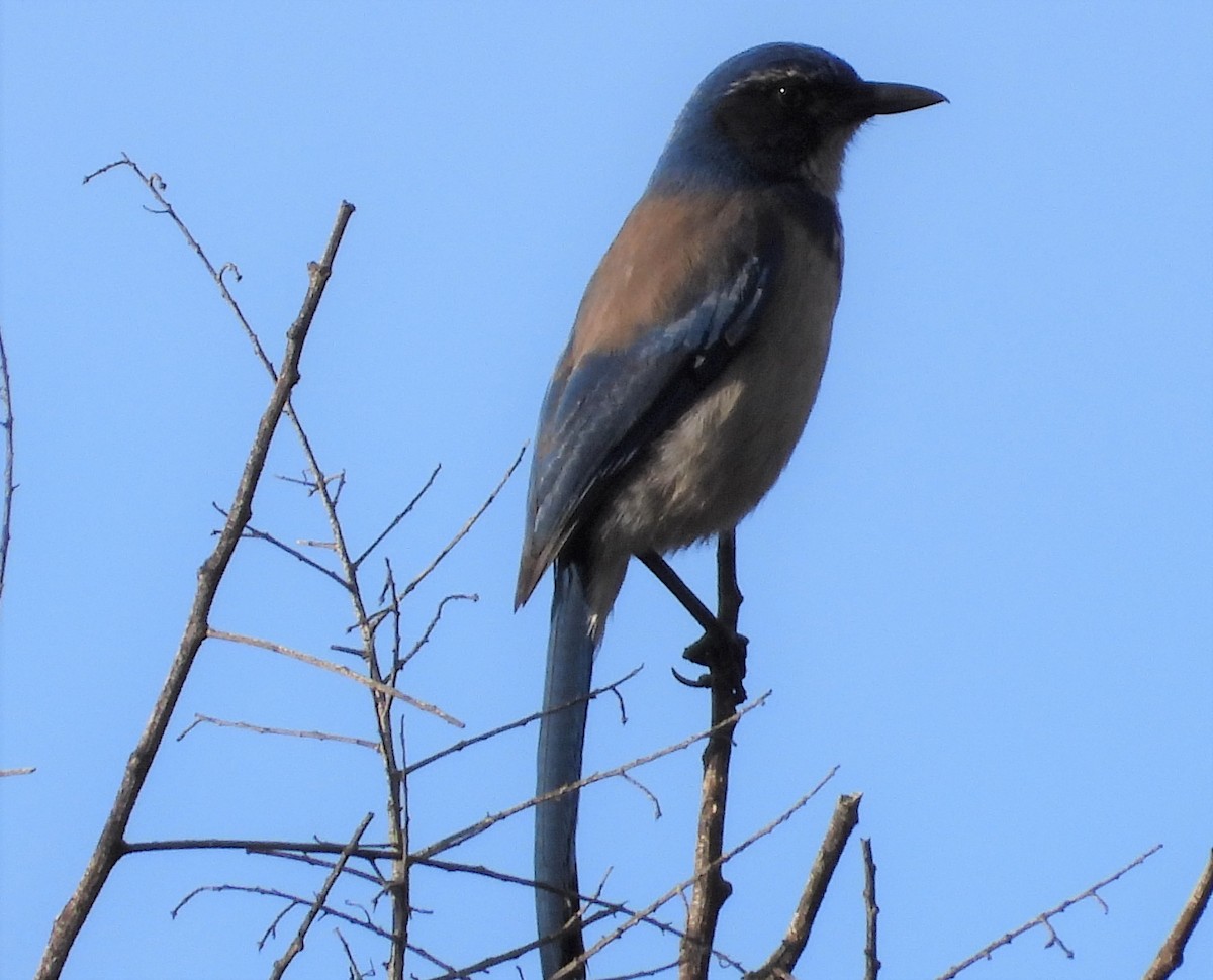 California Scrub-Jay - ML216522271