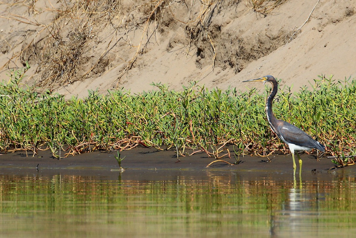 Tricolored Heron - Tim Lenz