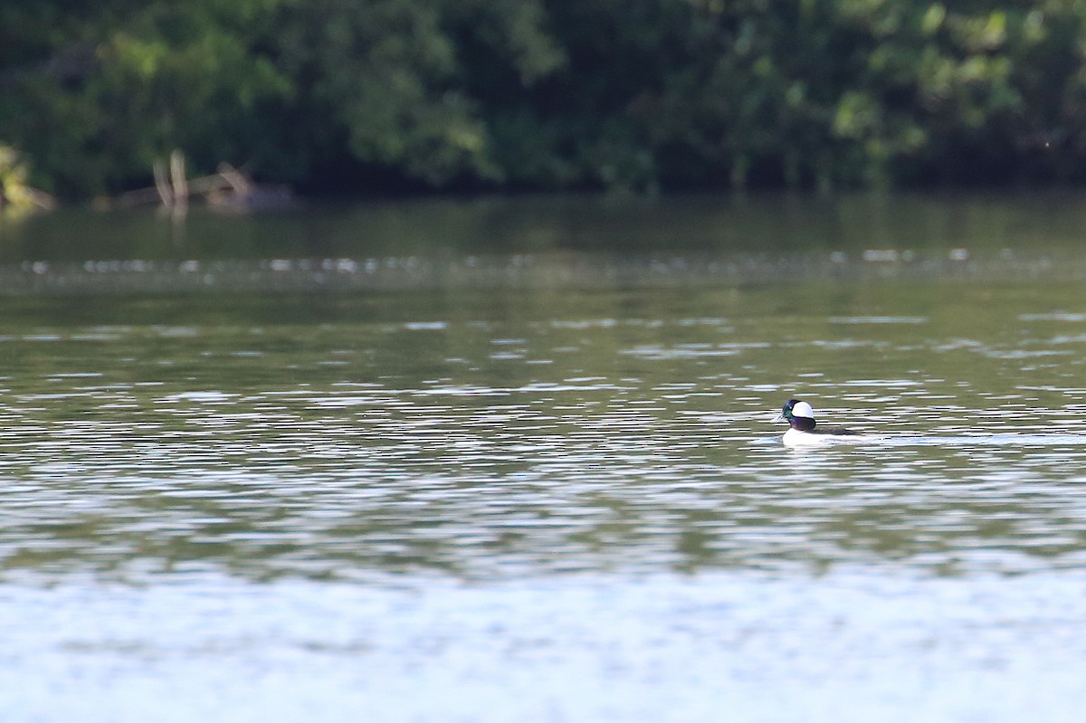 Bufflehead - ML21652321