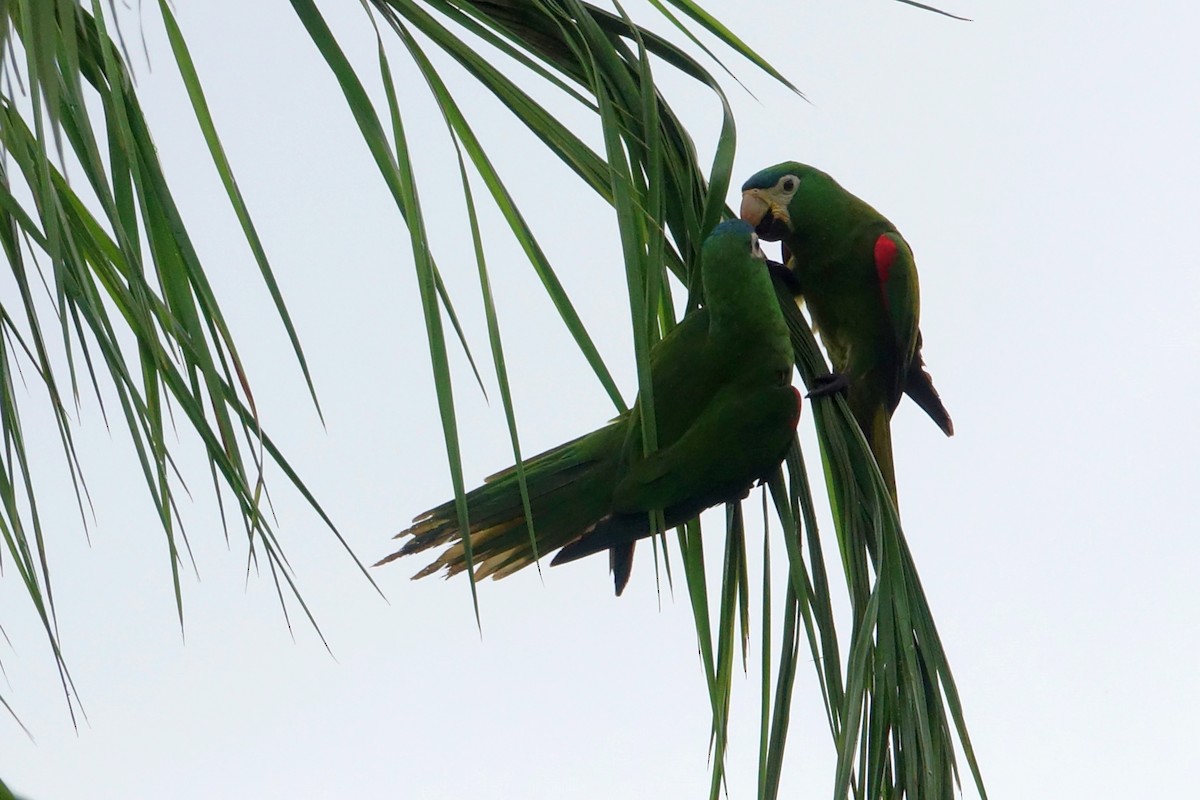 Red-shouldered Macaw - ML216523701