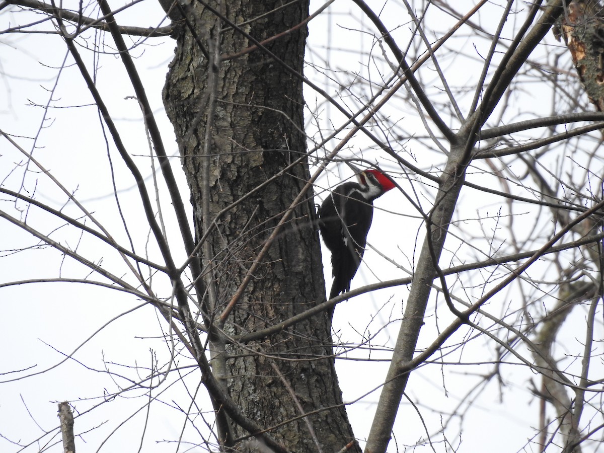 Pileated Woodpecker - Adam Zorn