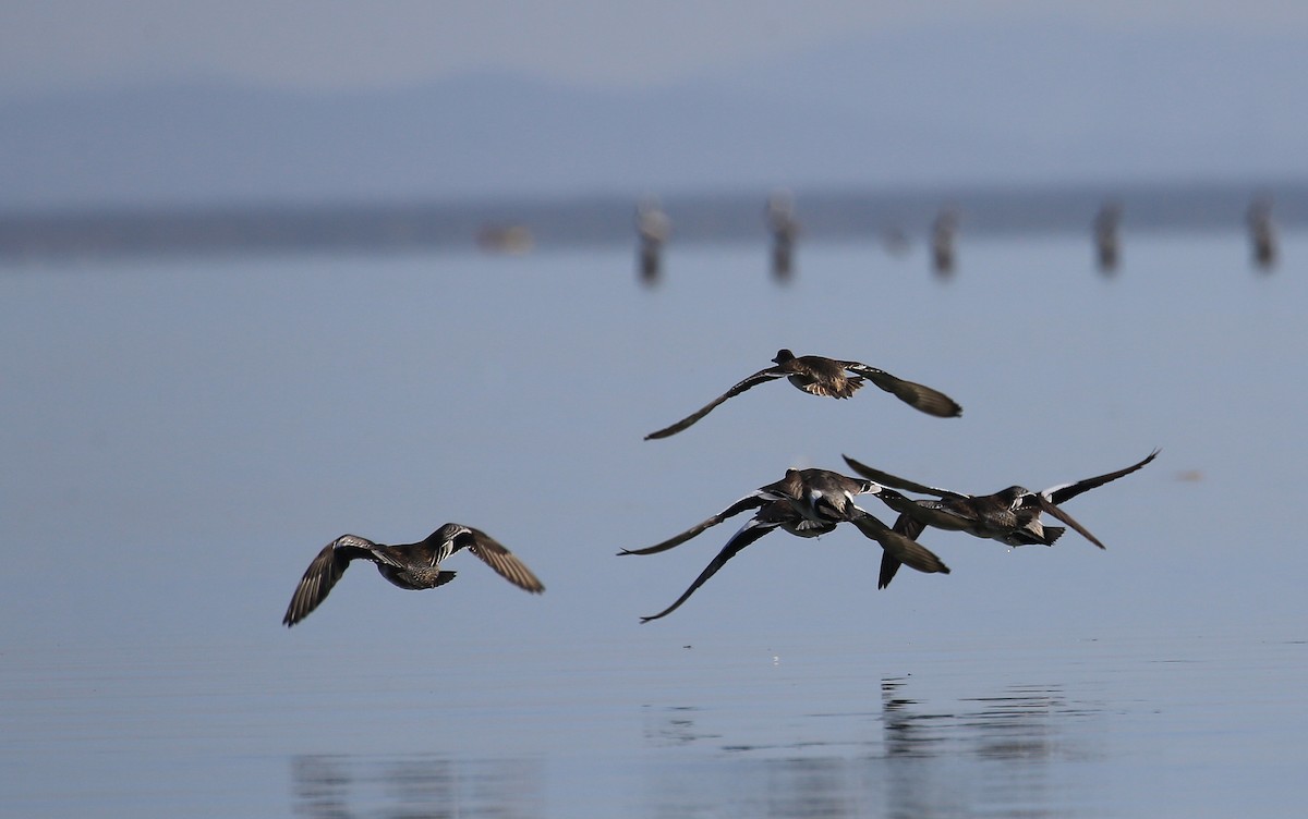 American Wigeon - ML21652421