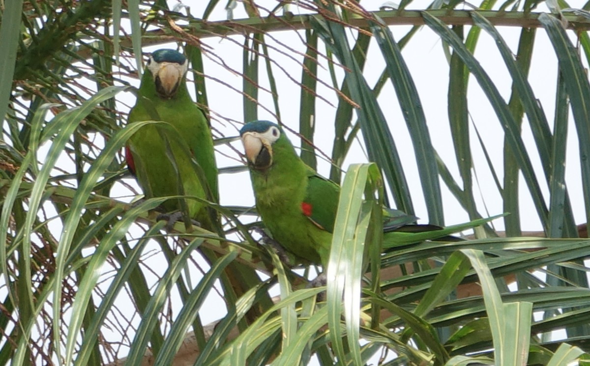 Red-shouldered Macaw - ML216526101