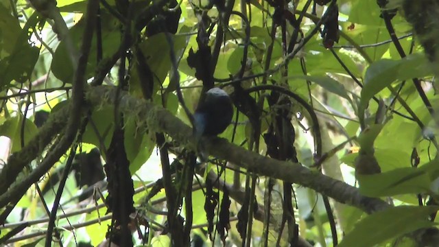 Manakin à dos bleu - ML216527041