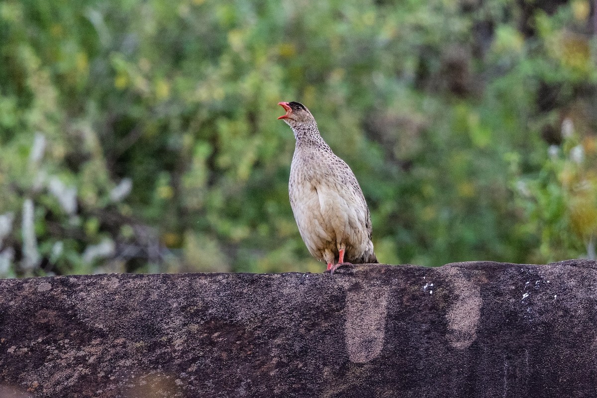 Chestnut-naped Spurfowl (Black-fronted) - ML216529251