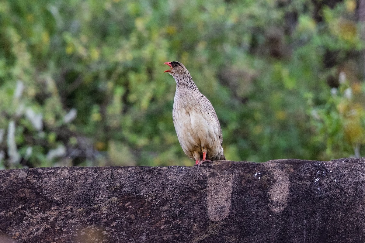 Chestnut-naped Spurfowl (Black-fronted) - ML216529301